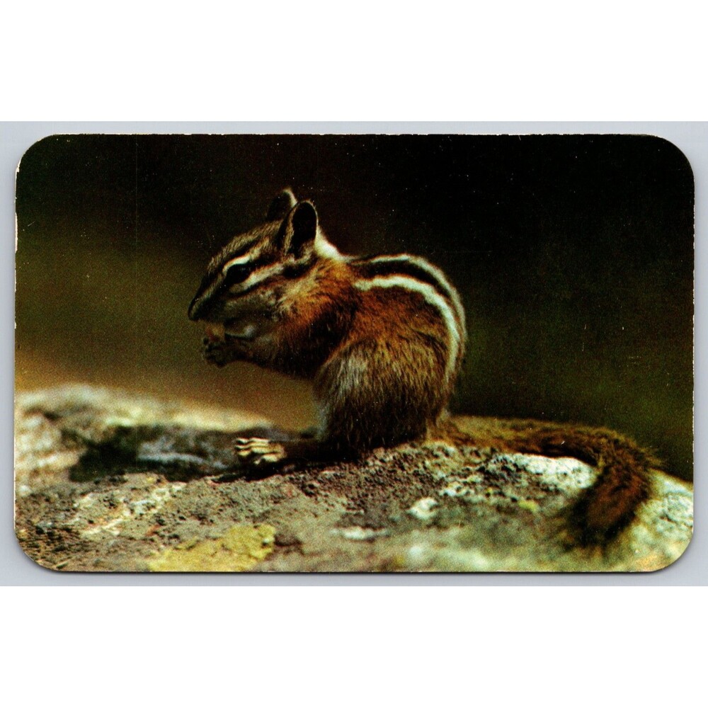 Postcard Chipmunk Universal Pet in the Mountains Posted 1955 Stamp Vintage CA